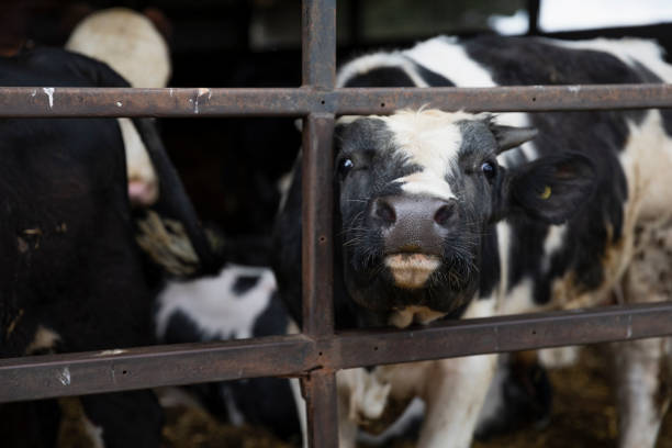 istock Cow Happy to see You! 1340686808