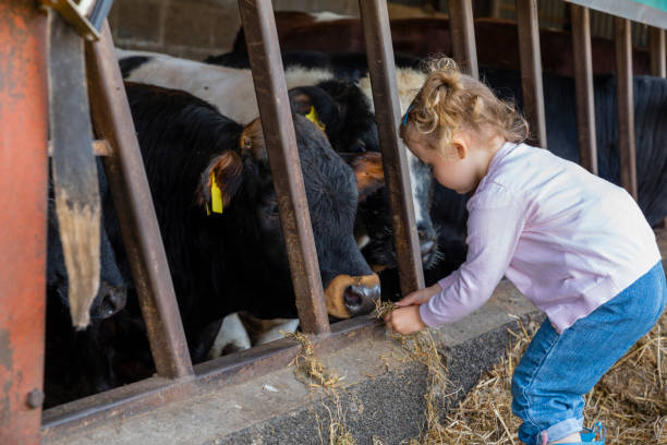 Young Girl Feeding Cow A side-view shot of a young girl who is at her family's farm in North East, England. A group of cows is nearby. She is feeding the cows hay. cowshed stock pictures, royalty-free photos & images