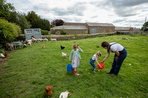 A wide-view shot of a mother with her two young daughters, they are at their farm in North East, England. The girl's mother is teaching them about the farm, they are collecting chicken eggs from the grass and placing them into a basket.