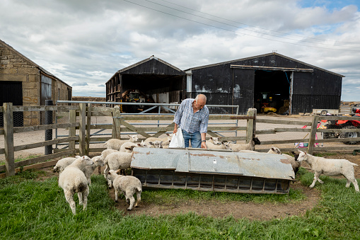 A wide-view shot of a senior male farmer working at his farm in North East, England. A group of sheep is nearby. They are gathering around him as he is ready to feed them.