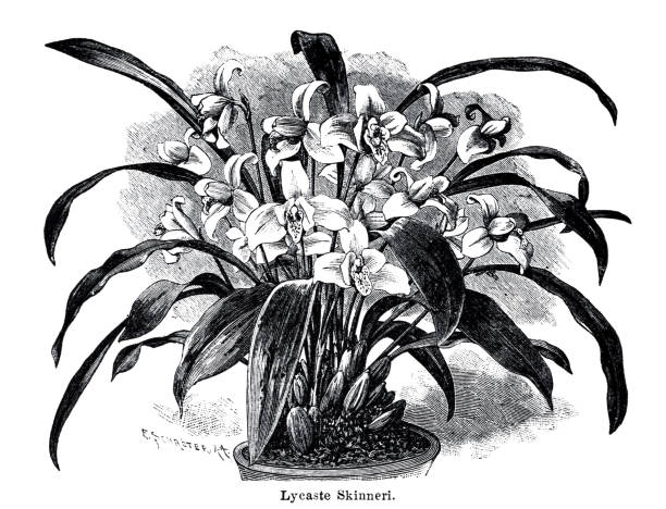 Lycaste skinneri, Epiphyte orchid Illustration from 19th century. skinneri stock illustrations