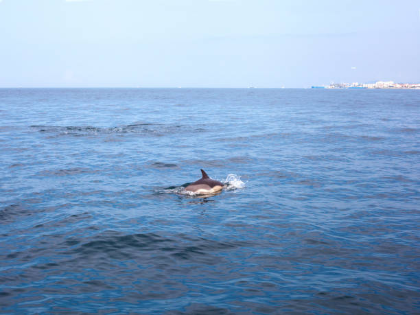 istock Dolphin jumping on blue water background 1340688449