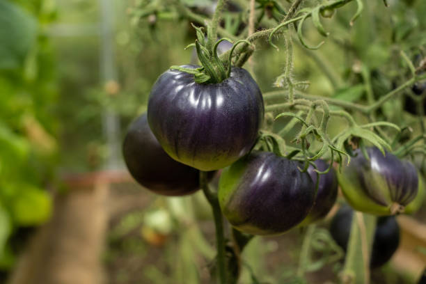 istock Black tomatoes on a branch in the greenhouse 1340690324