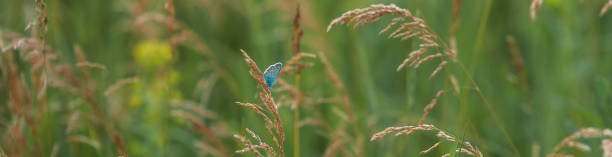 istock Blue butterfly in the green grass. Background. Banner 1340692235