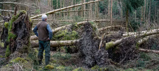 A forester stands on a fallen tree trunk and examines the damage that the storm caused in the forest. Climate change threatens Europe's forests. The loss of wood in European forests caused by storm damage continues to increase. This means that less carbon is permanently stored in the forests.