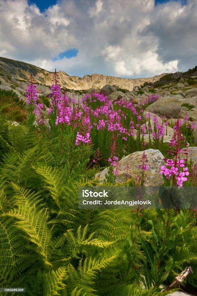 Pirin national park, Bulgaria Colourful forest and wilderness of Pirin national park in Bulgaria Beauty In Nature Stock Photo