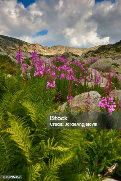 Pirin National Park Bulgaria Stock Photo - Download Image Now - Beauty In Nature, Bulgaria, Color Image