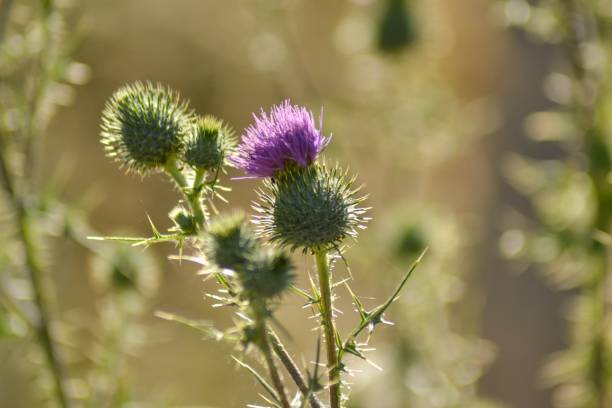istock Cirsium vulgare (Savi) Ten. 1340695447