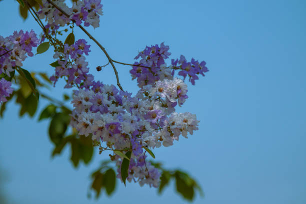 istock The flowers are blooming beautifully. 1340695855