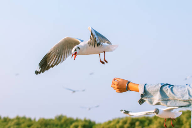 istock Seagulls eating food from tourists 1340696462