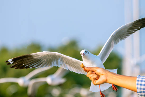 istock Seagulls eating food from tourists 1340696469