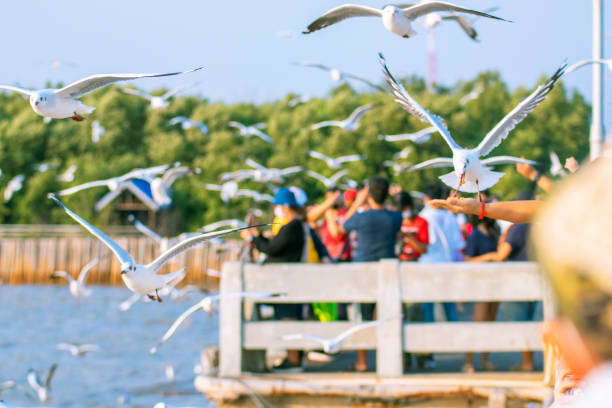 istock Seagulls eating food from tourists 1340696471