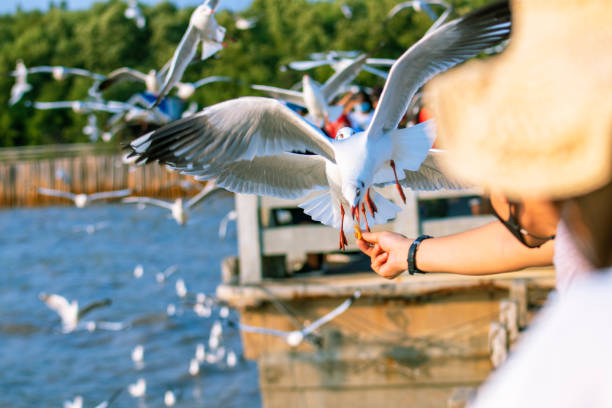 istock Seagulls eating food from tourists 1340696475