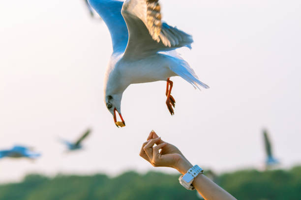 istock Seagulls eating food from tourists 1340696482