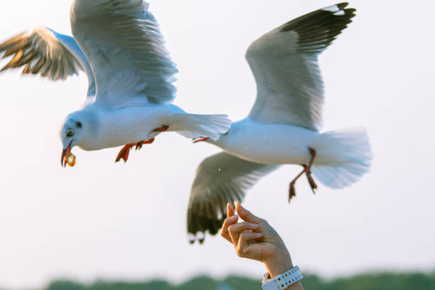 istock Seagulls eating food from tourists 1340696485