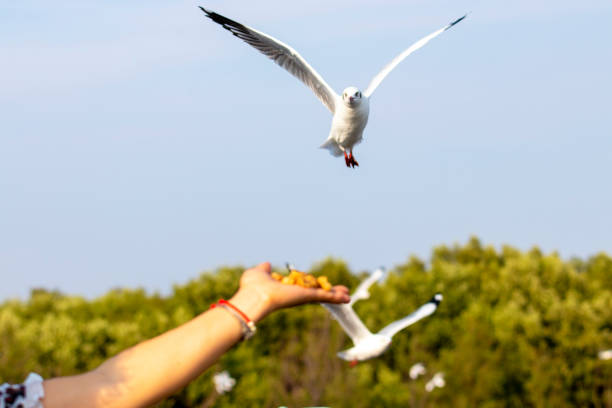 istock Seagulls eating food from tourists 1340696808