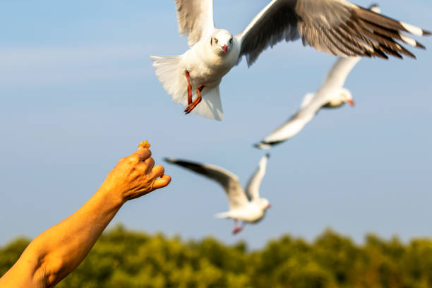 istock Seagulls eating food from tourists 1340696814