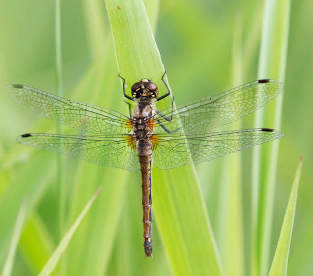 istock Black Darter Dragonfly (Sympetrum danae) Female 1340697022