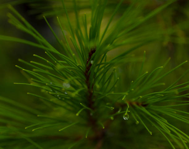 istock Raindrops on the green coniferous pine tree in the forest 1340697963