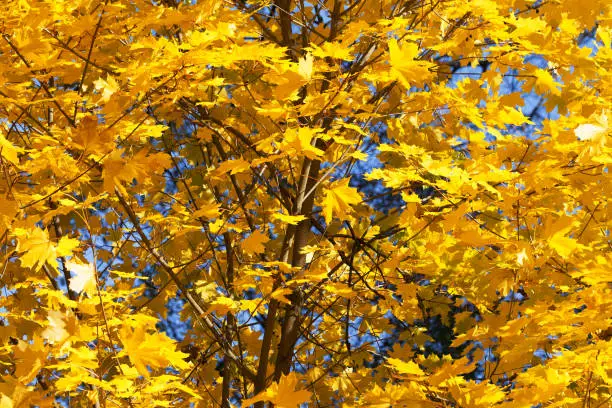 Maple-tree with autumn yellowed sunlight maple leaves in forest at sun day. Natural background