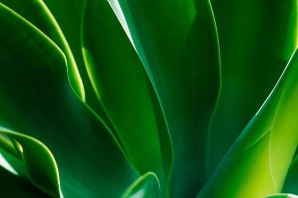 Green leaves of agave in a close up view