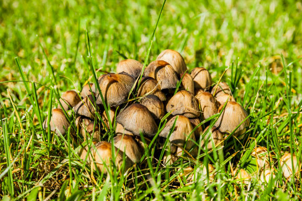 Tintlings mushrooms on a green meadow