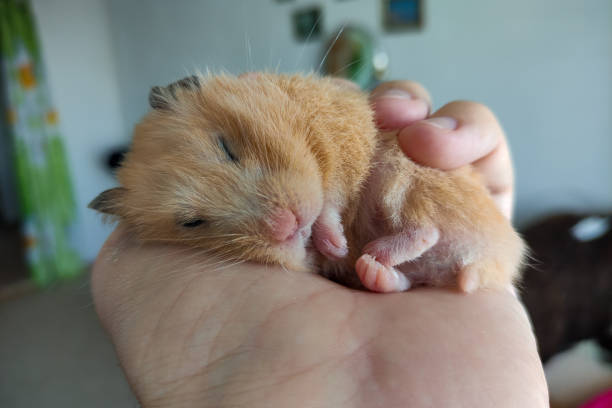 istock Adorable hamster sleeping in the hand 1340698675