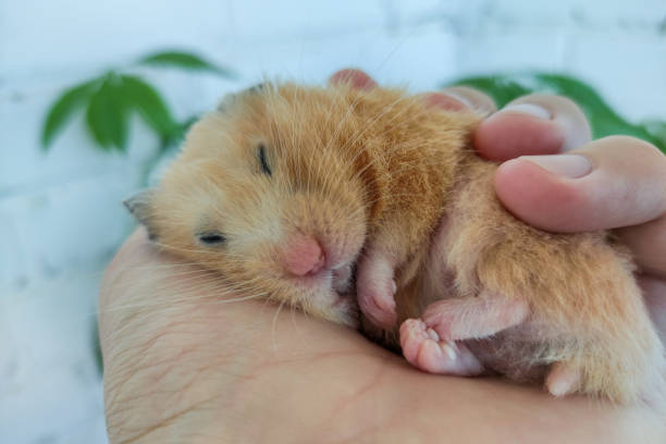 istock Cute syrian hamster sleeping in the owner's hand 1340698678