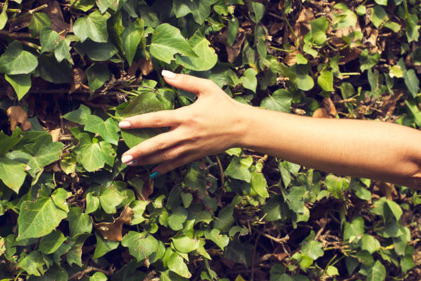 Woman touching with his hand a climbing plant in a sunny day
