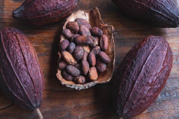 istock Dried cocoa beans and dried cocoa beans 1340699034