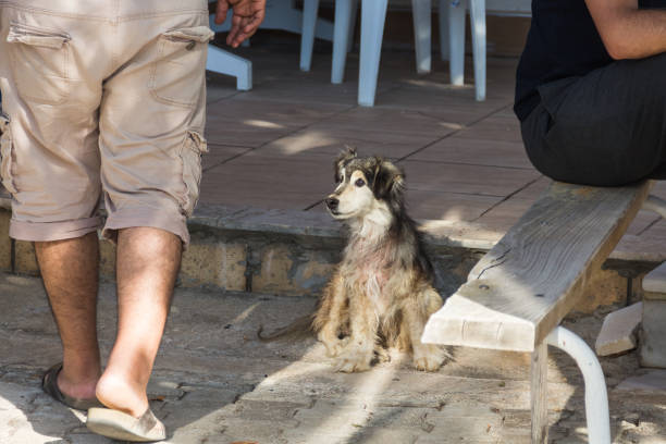 istock stray blind dog sitting near the cafe 1340702002
