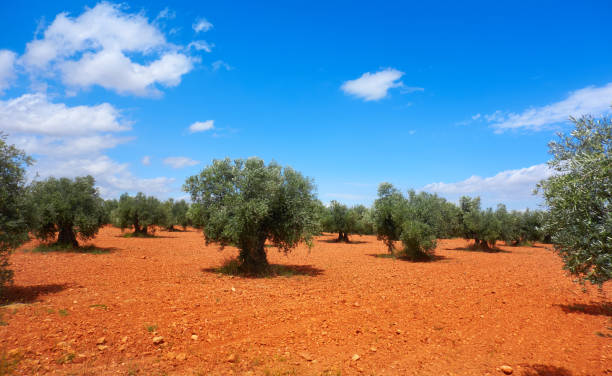 istock Castile La Mancha olive trees in Cuenca 1340702860
