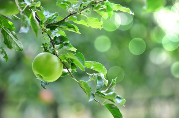 istock apples growing in an orchard in mid of september 1340702984