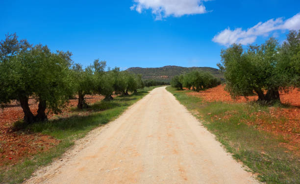 Landscape of old olive trees, countryside road, aged olives, olive oil production traditions on Crete island, Greece. Cultivation of olive trees, summer sunny day, olive grove and red rich soil, clear blue sky and clouds.