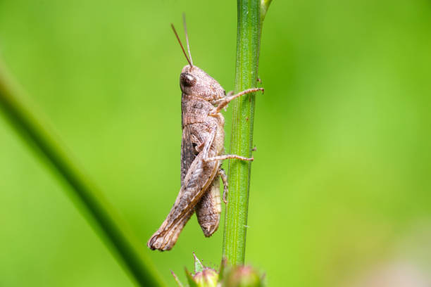 istock A green grasshopper on a large leaf of grass, in its natural environment. 1340703077