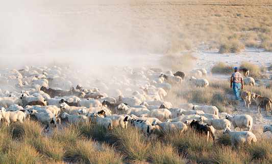 The shepherd and his sheep are returning home in the drought area Anatolia, Turkey