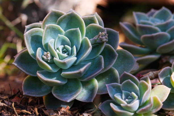 Blue Rock Rose Succulent Plant (Echeveria imbricata) Succulent blue rock rose (Echeveria imbricata) plant growing in garden close-up, South Africa echeveria stock pictures, royalty-free photos & images