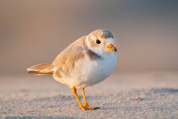 istock Piping Plover shorebird on a sandy beach. 1340703327