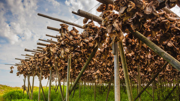 istock Cod stockfish drying on racks, Lofoten islands Norway 1340703346