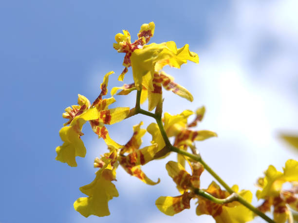 Bottom view of Oncidium altissimum or Wydler dancing lady orchid flower with sky background. Bottom view of Oncidium altissimum or Wydler dancing lady orchid flower with sky background. Image photo oncidium orchids stock pictures, royalty-free photos & images