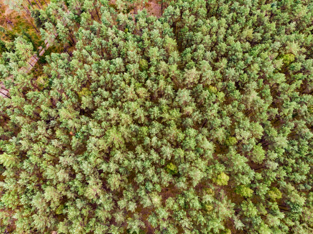 Aerial view. Forest, green treetops Aerial view. Flying in forest over green trees treetops. Natural scenery in Europe, Poland Tuchola national park. bory tucholskie stock pictures, royalty-free photos & images