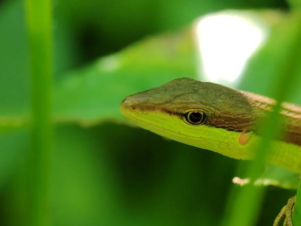 istock Selective focus - brown yellow lizards sunbathing on leaves in the morning 1340706803