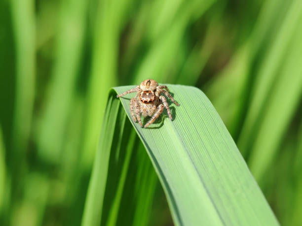 istock Close up brown spider standing at grass leaf, which ready to jump. 1340707057