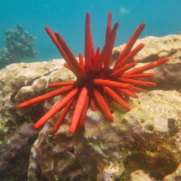 red pencil urchin - green sea urchin fotos imagens e fotografias de stock