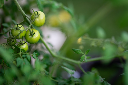 A bunch of green tomatoes on a branch. Plant's stems and leaves out of focus