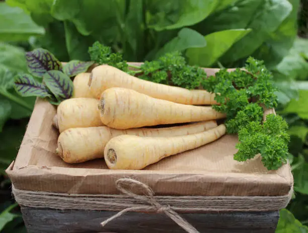 harvested parsnip and different herbs in the garden