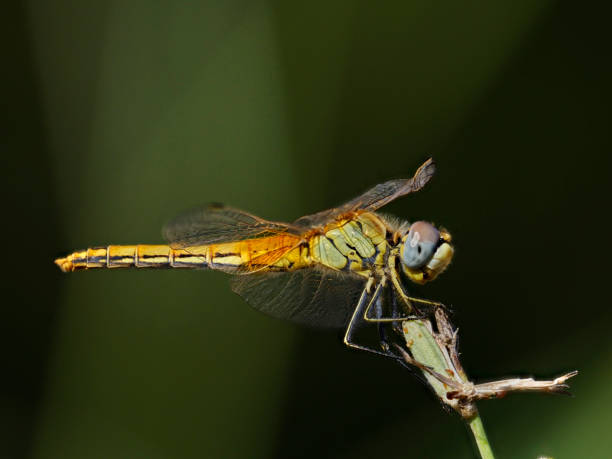 istock Sympetrum fonscolombii 1340708470