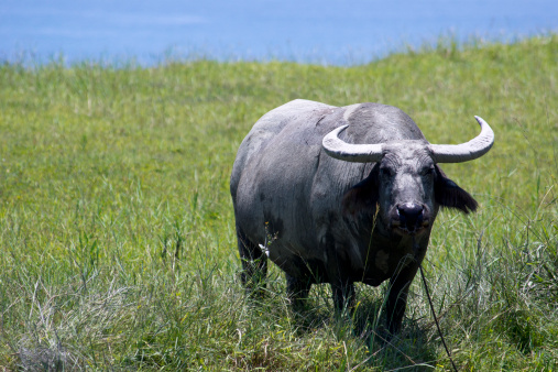there is a single buffalo in the meadow