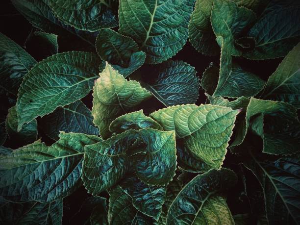 close up of hydrangea leaves with twilight light
