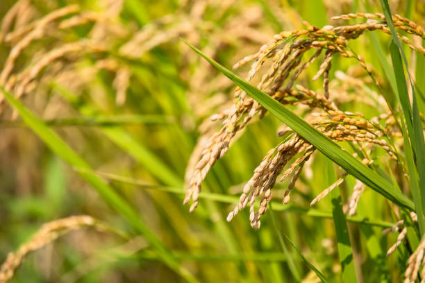 istock Beautiful rice ears that have grown abundantly 1340711984